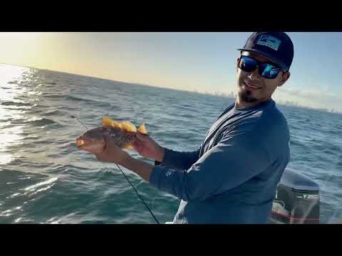 Pesca en Miami de yellowtails groupers y Tiburon
