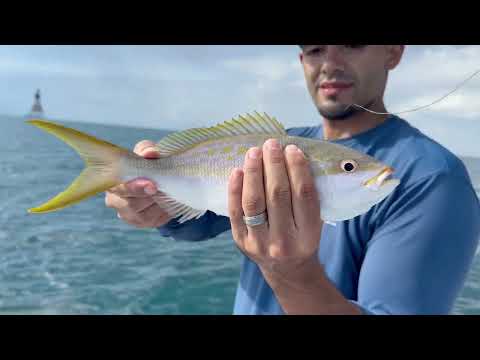 Pesca de rubias cobia y grouper en miami