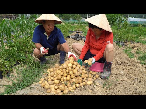 직접 재배한 감자 캐서 맛있게 찐 찐감자 Steamed Potato 요리 먹방 Mukbang eating