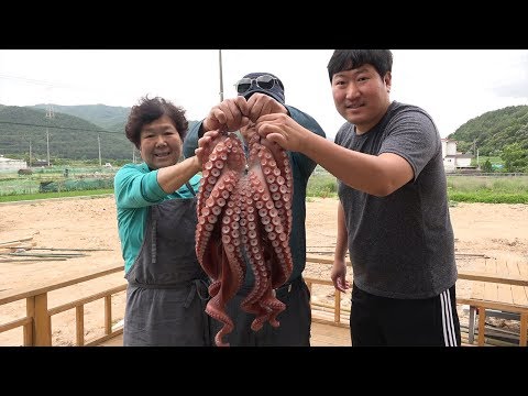 대왕문어로 만든 문어숙회 Parboiled Huge Octopus 요리 먹방 Mukbang eating