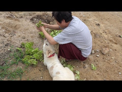 직접 기른 상추와 삼겹살 Samgyeopsal Lettuce 요리 먹방 Mukbang eating show