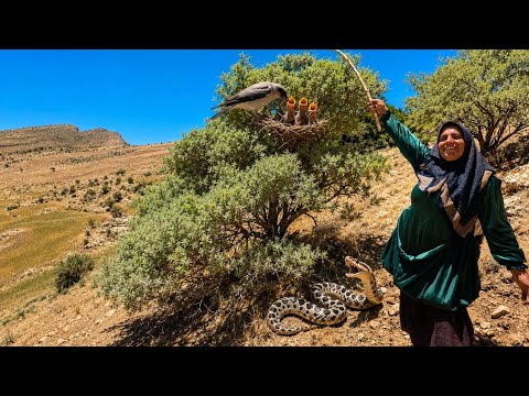 Wild Almond Harvest in the Mountains Unexpected Snake