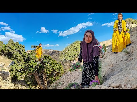 Picking a special herbal medicine in the mountains by a