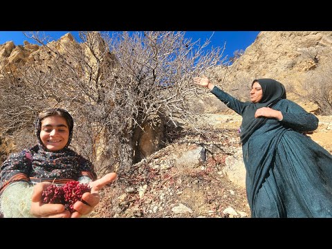 Searching for Wild Fruits in the Zagros Mountains Nomadic