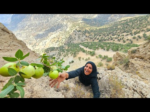 Soghra the Nomad Mother Picking Apples on Harsh Cliffs for