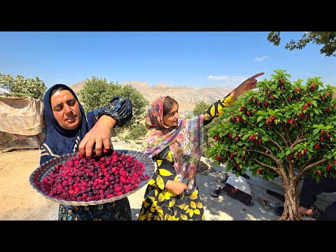 Picking Wild Mulberries in the Zagros Mountains A Sudden