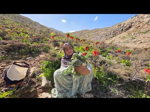 Tragic Incident for a Nomadic Kid Goat Brutal Wolf Attack