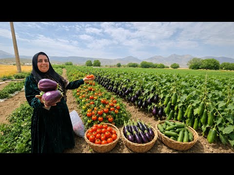 Soghra s Organic Harvest Tomatoes Cucumbers Eggplants