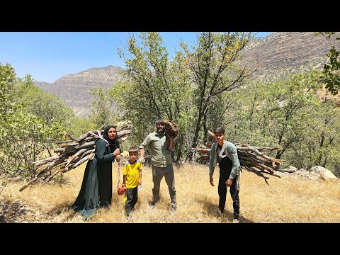 Gathering firewood in the Zagros Mountains by a nomadic