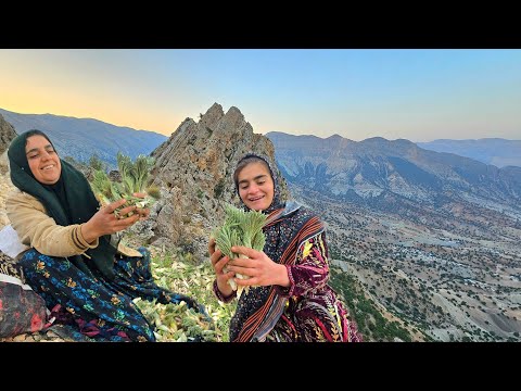 Crossing Dangerous Cliffs in the Zagros Mountains to Pick