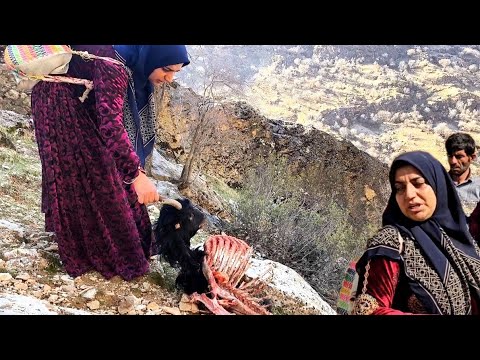 Hunting a goat by a wild leopard among the mountains