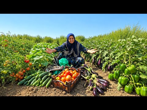 Organic Harvest Nomadic Woman Picks Fresh Tomatoes