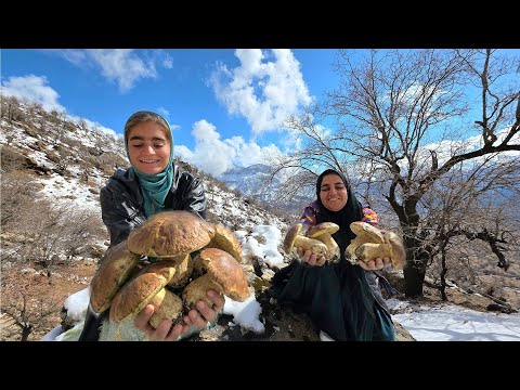 Can You Find Mushrooms in Heavy Snow Zagros Mountains