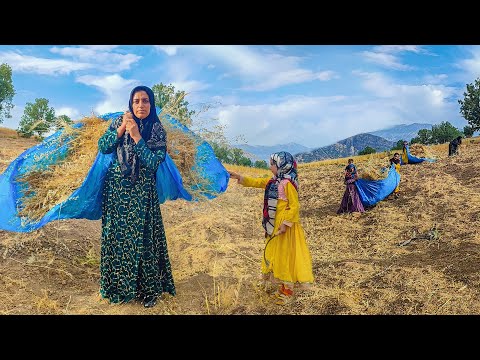 see how a village familly harvests their egricultural