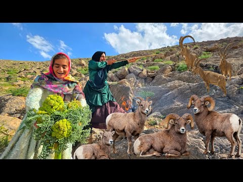 Mountain Goats of Zagros Picking Rare Wild Plants