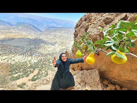 Sooghra Picking Pears in the Rugged Zagros Mountains for