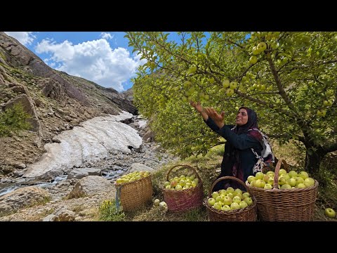Harvesting Organic Apples Walnuts in the Dena Mountains