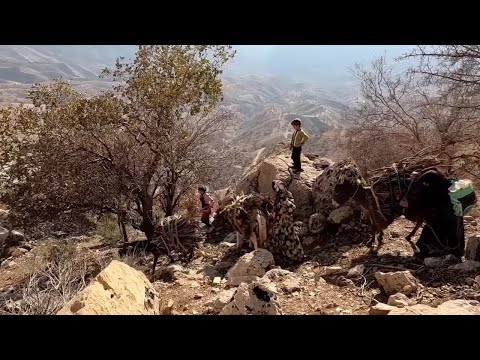 Preparation of firewood for winter and cooking by village