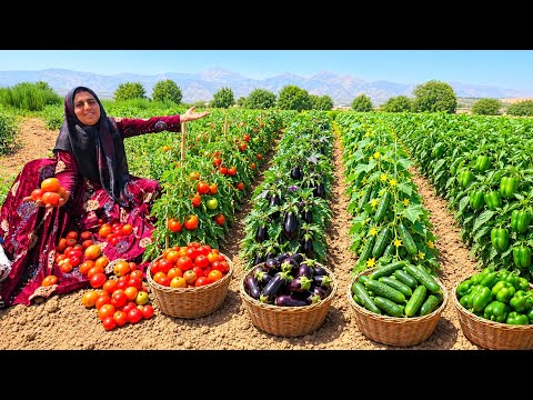 Amazing Organic Harvest Soghra Picks Tomatoes Cucumbers