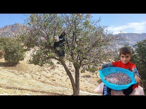 Wild Pistachio Hunt Nomadic Women s Journey in the