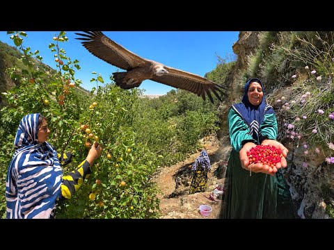 Crossing Dangerous Mountain Trails to Pick Wild Fruits