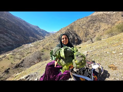 Mountain Herb That Heals Stomach Pain Picked by a Nomadic