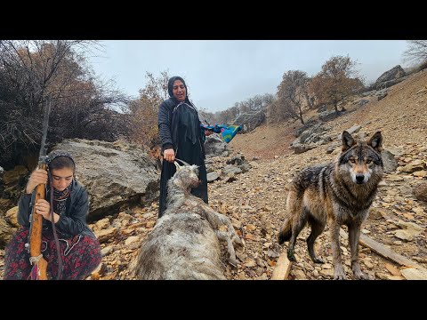 Wolf Attack in the Storm A Heartbreaking Day in Zagros