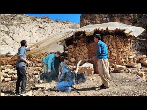 Preparing the house and injecting medicine to sheep nomadic