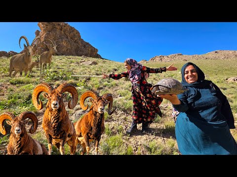 Face to Face with Giant Wild Rams of the Zagros Mountains