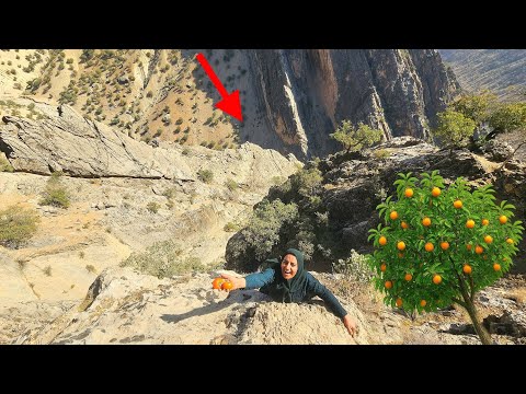 Soghra s Adventure Climbing Harsh Paths to Pick Persimmons