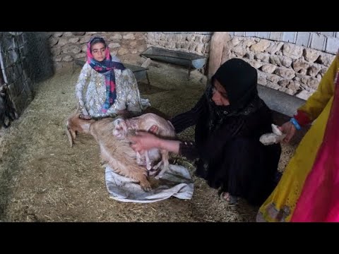 Goat giving birth nomadic life 2022