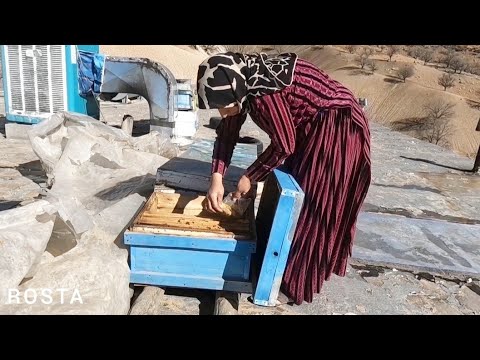 Collecting sheep manure and leaving medicine for bees