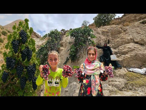 From Mountain to Meal Soghra s Grape Picking Adventure for