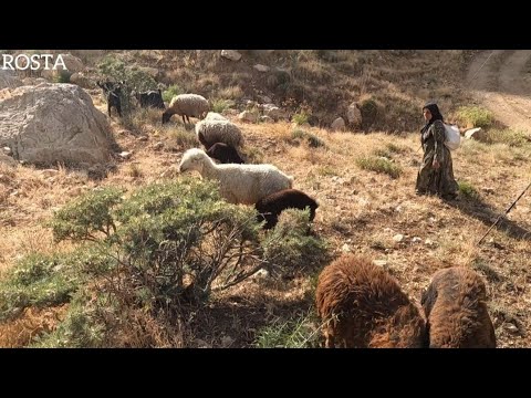 Nomadic Life Daily Routines Grazing Sheep