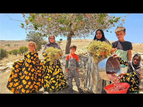 Wild Pistachio Harvest in Zagros Mountains Soghra Her 7 Kids