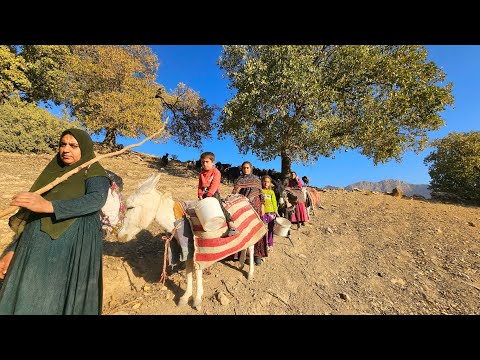 A Nomadic Family s Acorn Harvest in the Heart of the Zagros