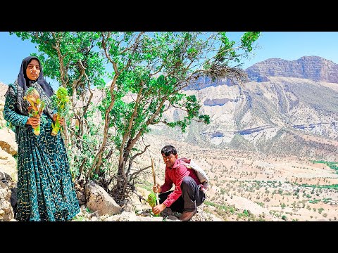 See how a village family sells a special mountain plant in