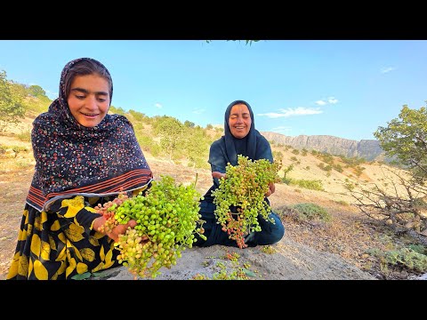Harvesting Wild Pistachios in the Zagros Mountains with