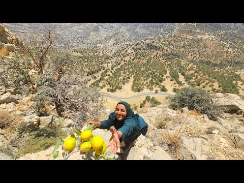 Picking Bitter Oranges by Soghra in the Rugged Zagros
