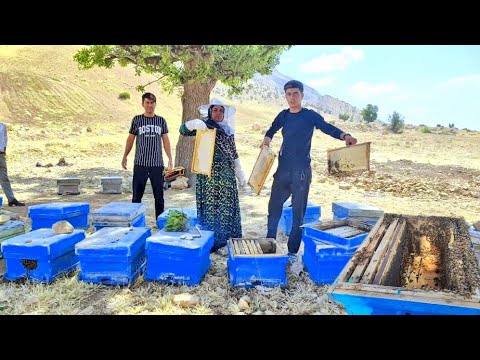 NOMADIC LIFE Harvesting Village Bee s Gold The Journey to