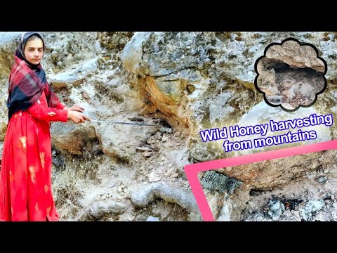 Mountain Gold Quest The Adventure of Nomadic Honey Hunting