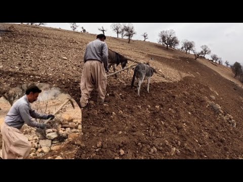 Rural life Plowing the land with donkeys and cows