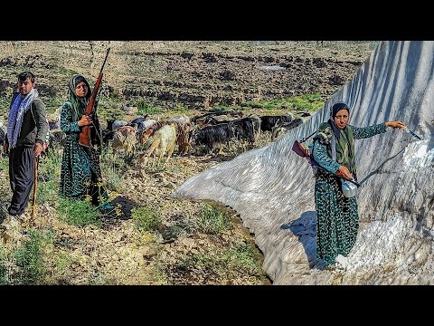 How a village couple graze their sheeps in the mountains