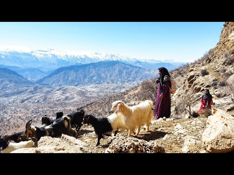 Searching for sheep