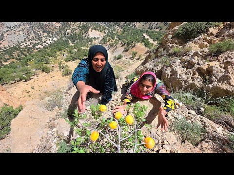 Apricot Picking in the Zagros Mountains Soghra Zeinab in