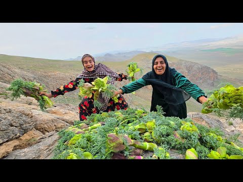 Picking a Rare Plant Worth Like Gold for a Nomadic Family