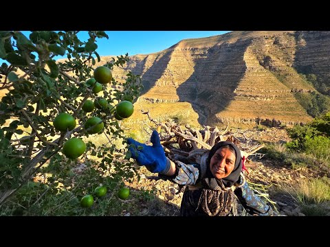 Green Plum Harvest Season in the Zagros Mountains Soghra s