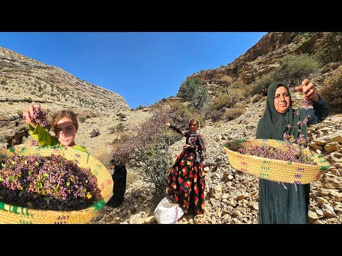 Crossing Tough Paths for Herbal Medicine Barberry in