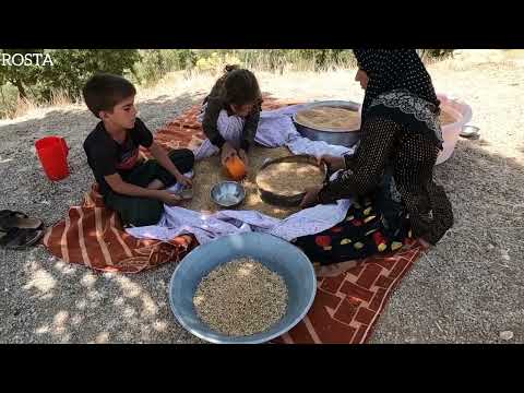 Nomadic Life Cleaning Wheat and Baking Bread for Breakfast