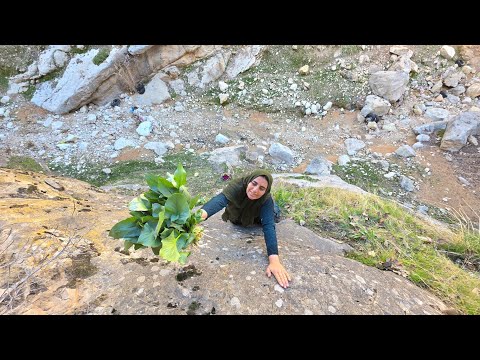 From the Zagros Mountains to My Children s Plate Picking